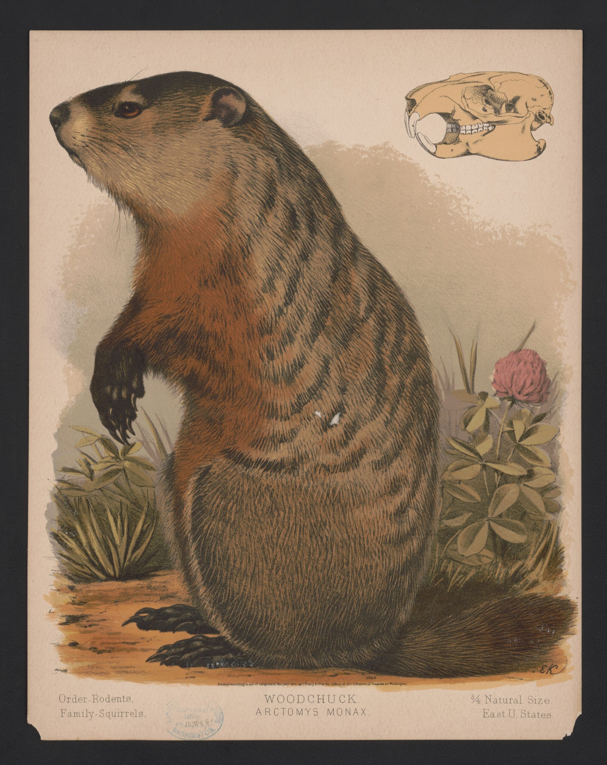 The noble woodchuck